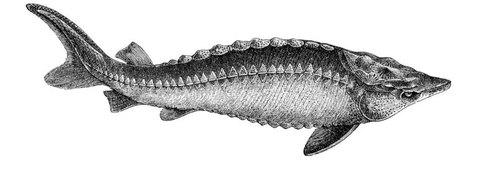 Historia del caviar y su origen